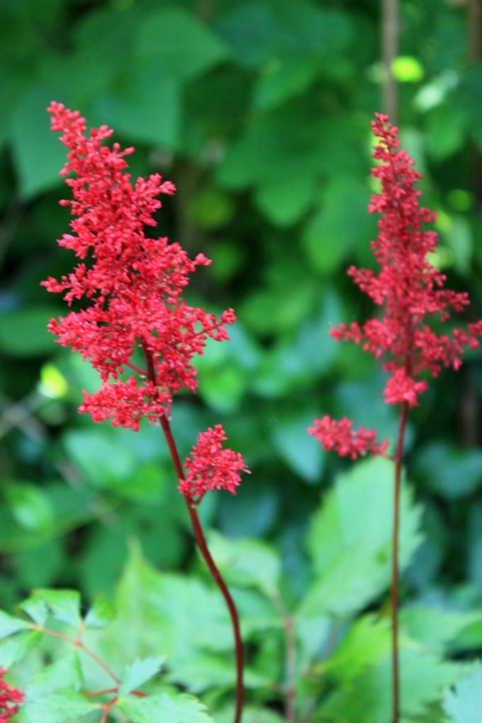 Gimm-Astilbe-1